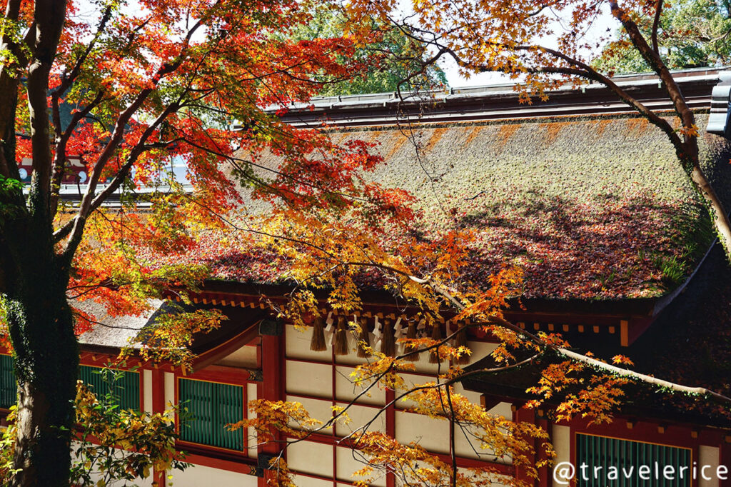 太宰府天滿宮賞楓