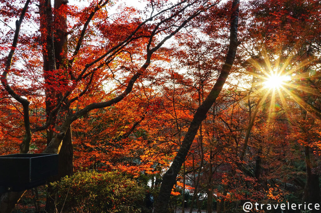 御船山樂園賞楓